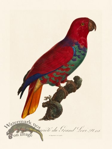 (image for) Barraband Parrot 128