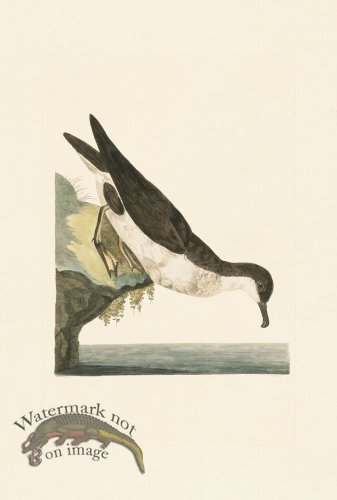 (image for) Pennant Zoology 063