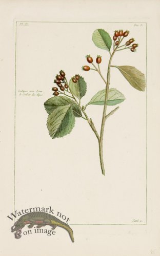 (image for) Buchoz Bot 64