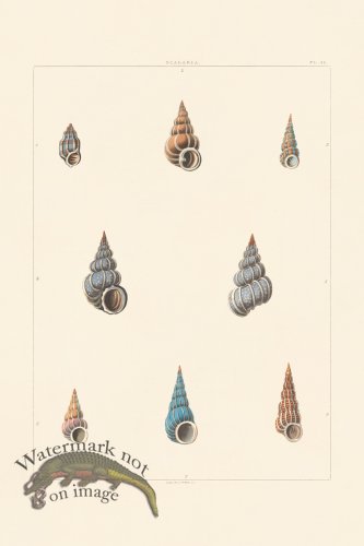 (image for) Perry Shell 28