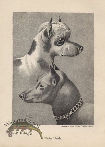 (image for) 1890s Dogs 10
