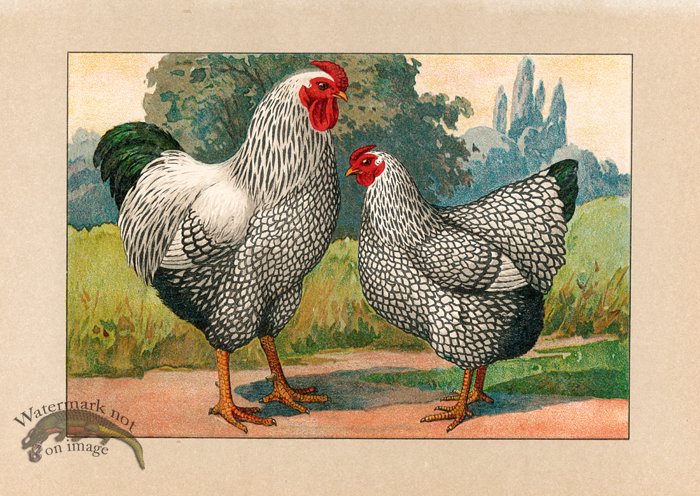 (image for) Chicken 56