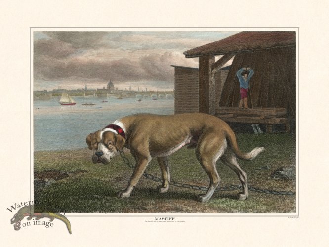 (image for) TSR Mastiff