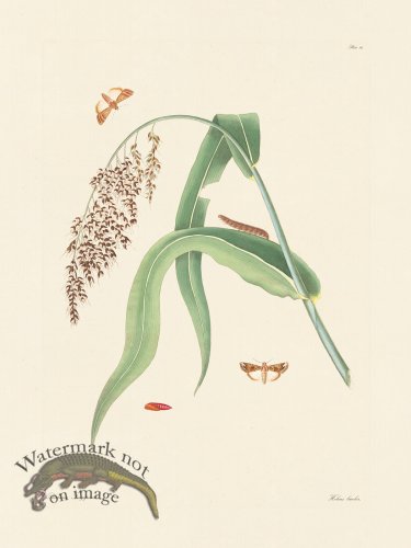 (image for) Abbot Butterfly 096