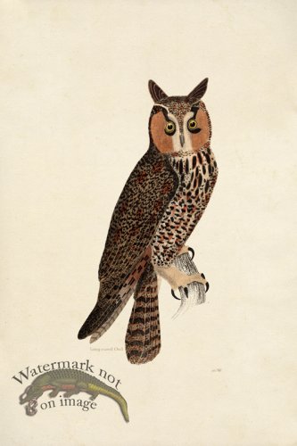 (image for) KO 15 Long-eared Owl