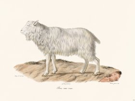 Cuvier 146 Goat Without Horn