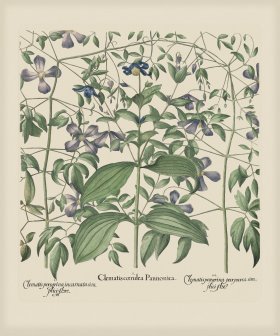 Besler 300 Colored B2