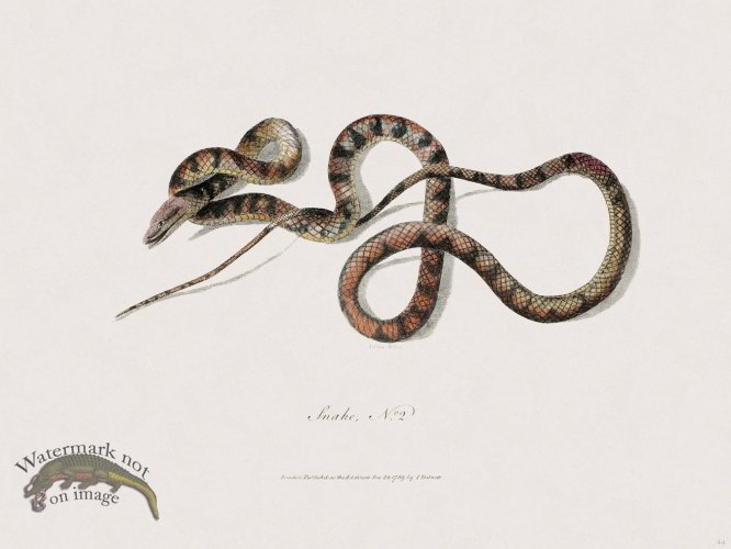 (image for) 44 New Holland Caffowary