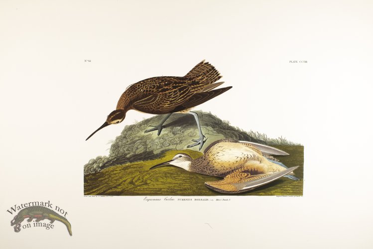 (image for) Esquimaux Curlew