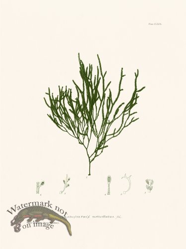 (image for) Bradbury Seaweed 169