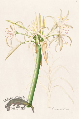 (image for) Les Liliacees Redoute 408