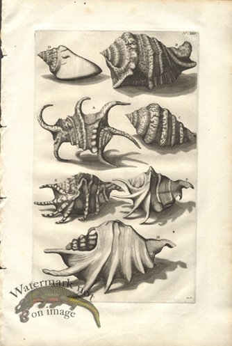 (image for) Rumphius 35