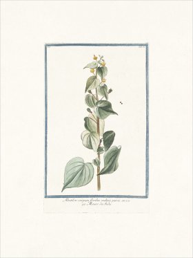 Bonelli 051 fairy primrose