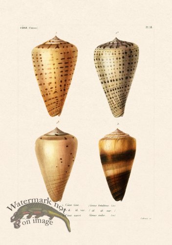 (image for) French Shell 038
