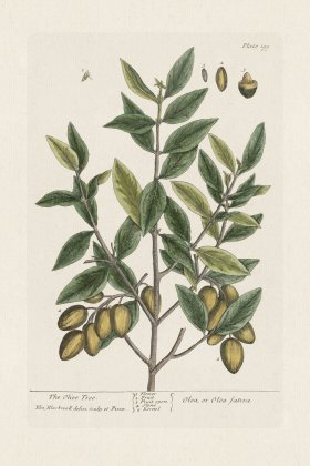 BEE 199 The Olive Tree