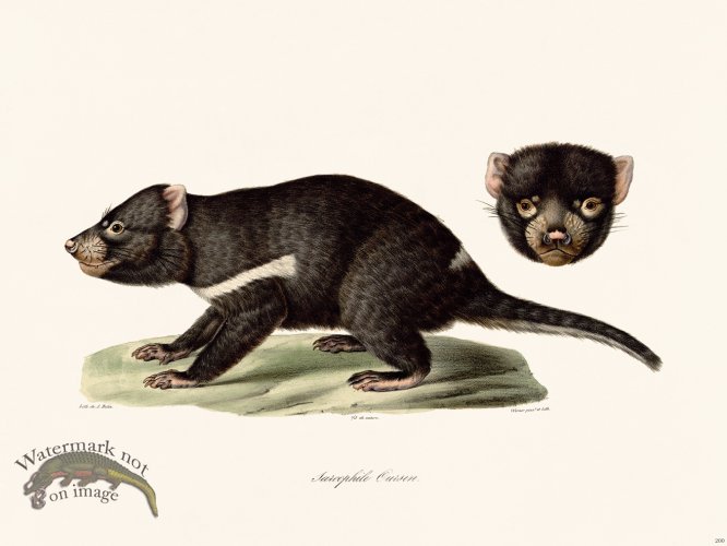(image for) Cuvier 200 Tasmanian Devil