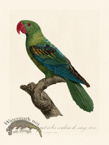 (image for) Barraband Parrot 083