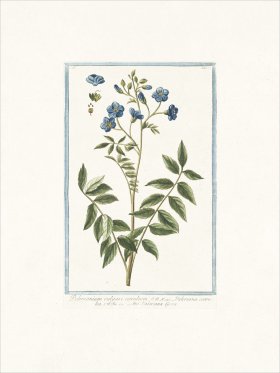 Bonelli 152 Jacob's ladder