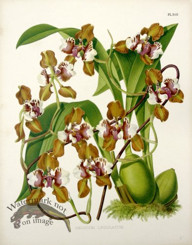 (image for) Linden Orchids 08
