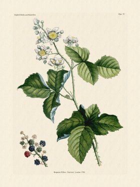 Wilkes Butterflies 077