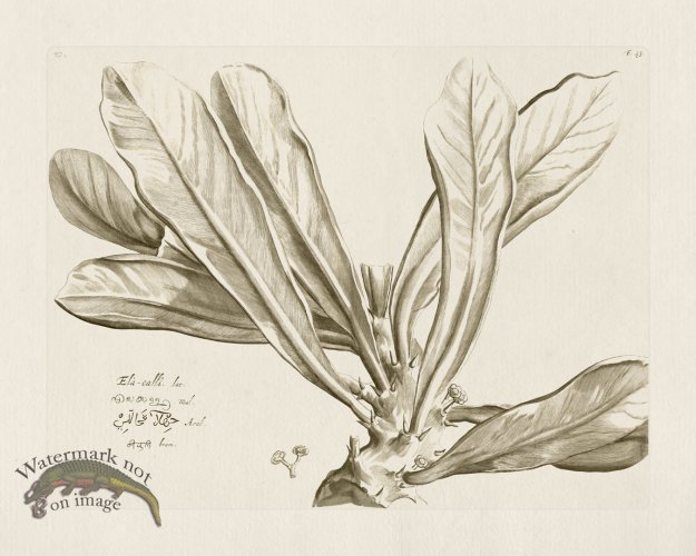 (image for) HORTUS VOL 02 43