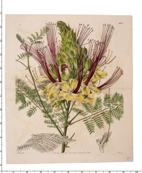 Curtis Botanical 087