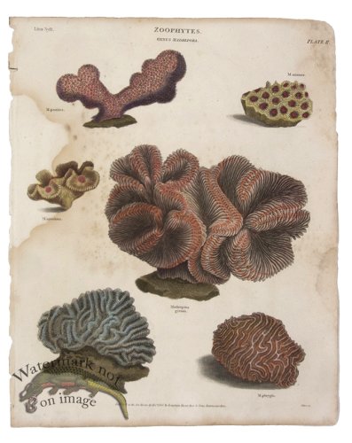 (image for) Boulder Brain Coral