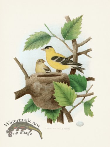 Thomas Gentry Bird 20