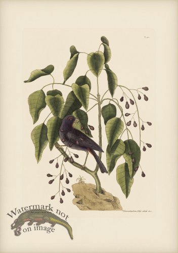 (image for) 040 Purple Grossbeak