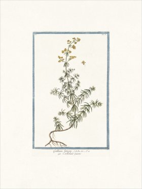 Bonelli 081 Reginella