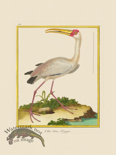 (image for) Martinet Bird 389