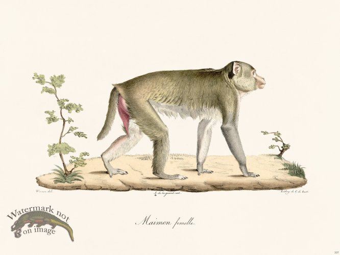 (image for) Cuvier 337 Female Maimon