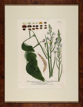 Weinmann Burl with Gold DM 11