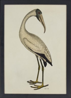 Tribute BFs 03 -- Wood Ibis