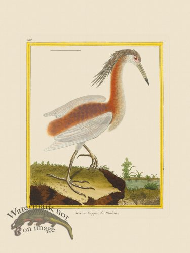 (image for) Martinet Bird 348