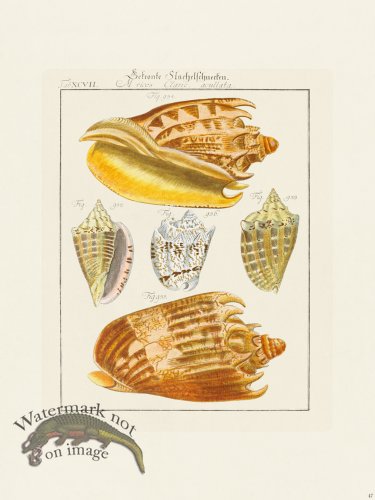 (image for) Martini Shells 047