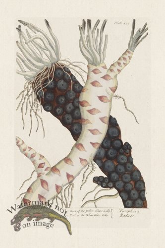 (image for) BEE 499 Water Lilly Roots