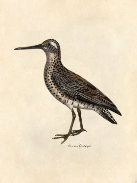 Common Sandpiper - Tribute Bd 33