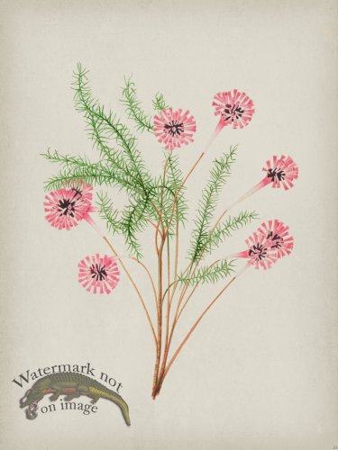 (image for) Andean Botanicals 021