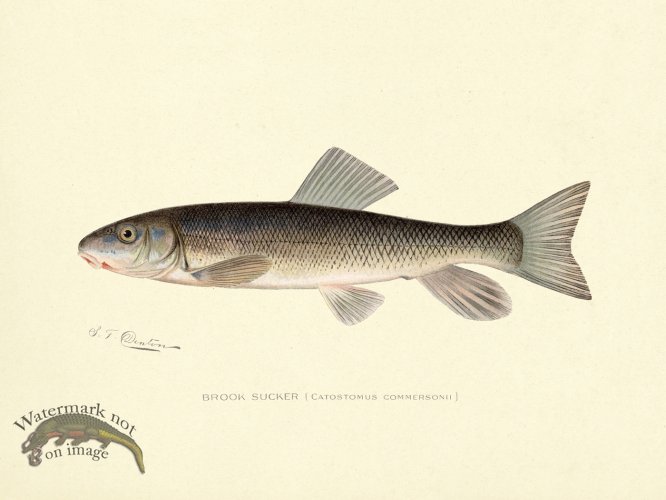 (image for) Brook Sucker