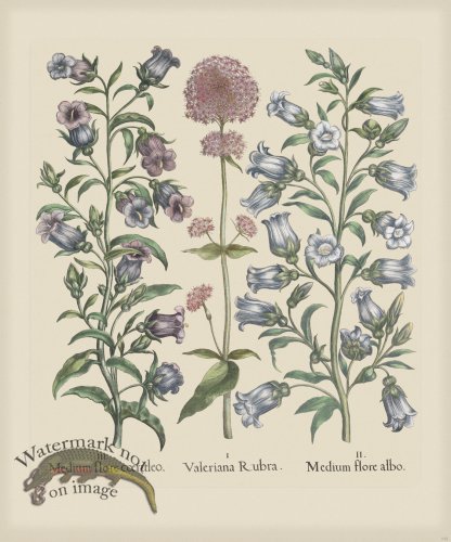 (image for) Besler 152 Colored B2