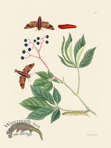 (image for) Abbot Butterfly 030