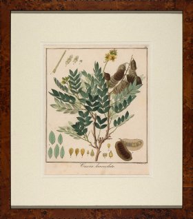 Hayne's Botanical in Burl 14