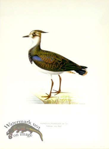 (image for) Swedish Birds 07