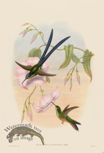 (image for) Gould Hummingbird 387