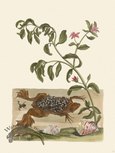 (image for) Merian Metamorphosis 59