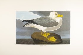 Fulmar Petrel