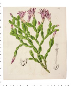 Curtis Botanical 068