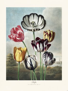 (image for) 11 Tulips