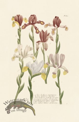 (image for) Weinmann PL 610